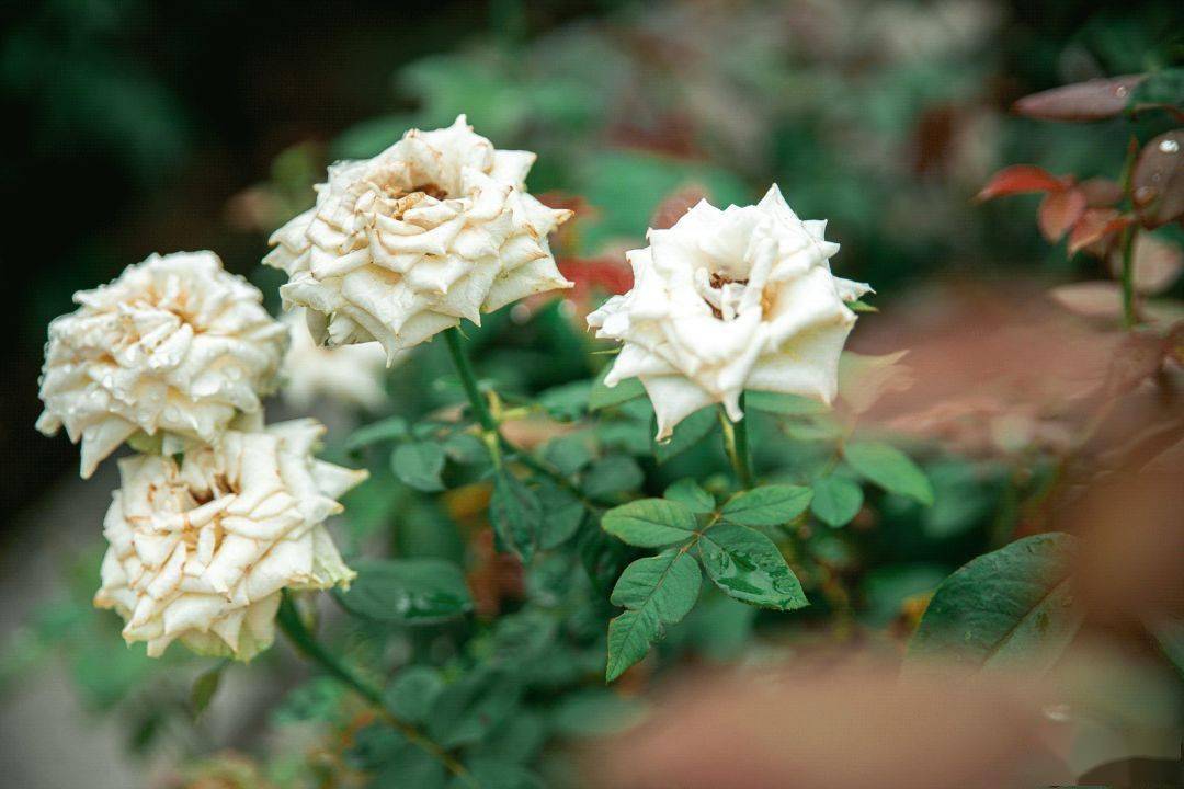 凭二维码到宝墨园游客中心兑换纸质门票和樱花巴士车票;门票当天有效