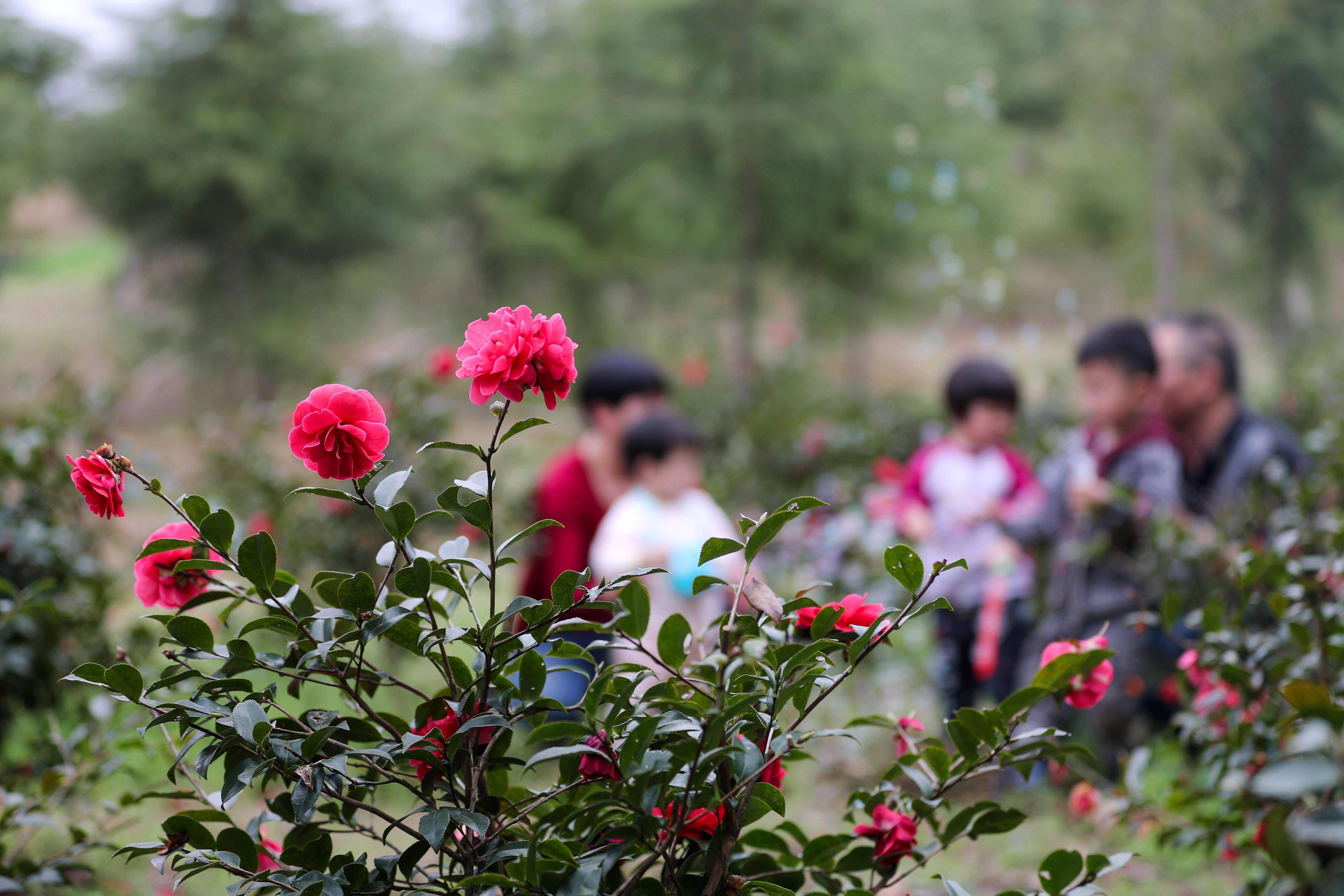 人们|踏青赏花享春光