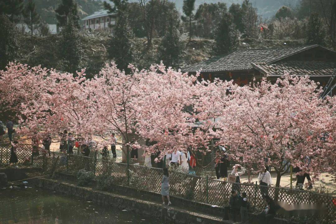 看閩侯丨乘著春風趁著暖陽來龍台山漫步櫻花林