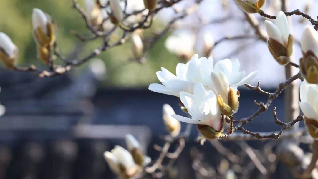 闵行|玉兰正逢盛花期，一波“云赏花”走起