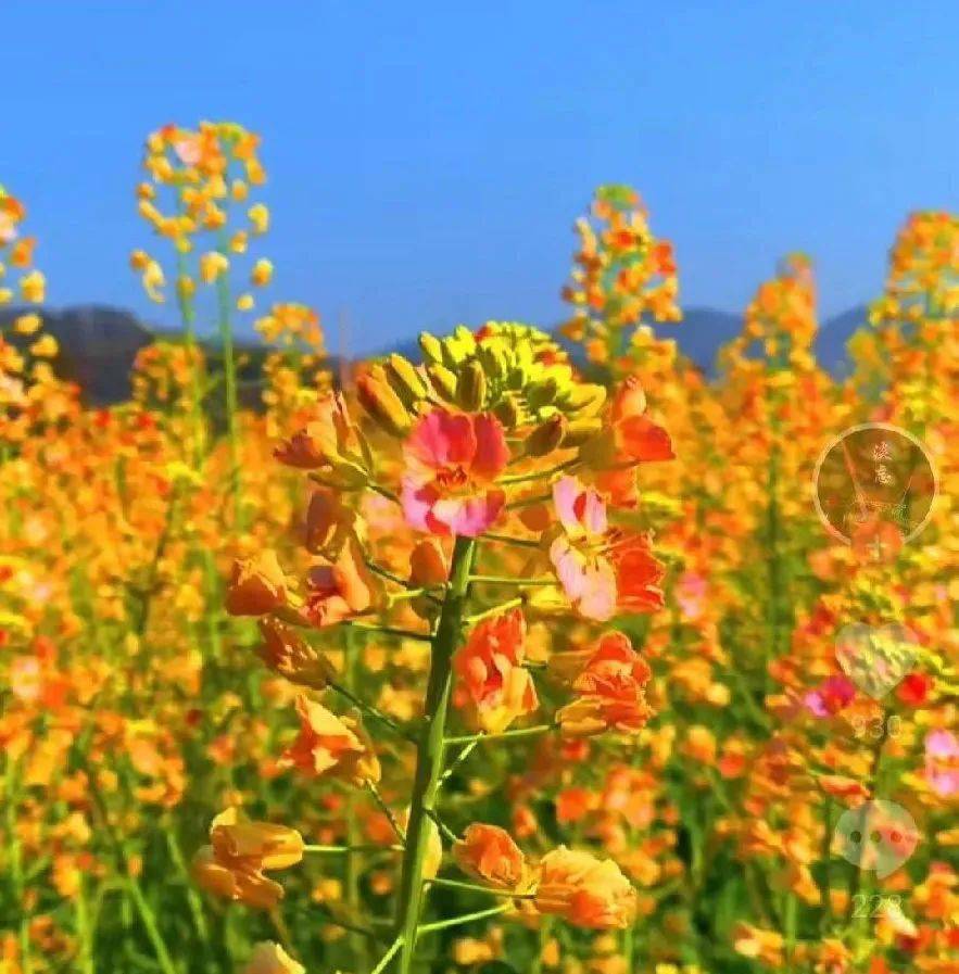 大片天台大瀑布邊上七彩油菜花成為網紅地朋友圈刷爆了