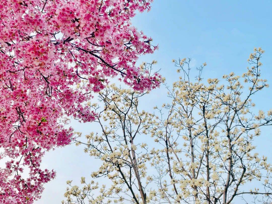 闵行|玉兰正逢盛花期，一波“云赏花”走起