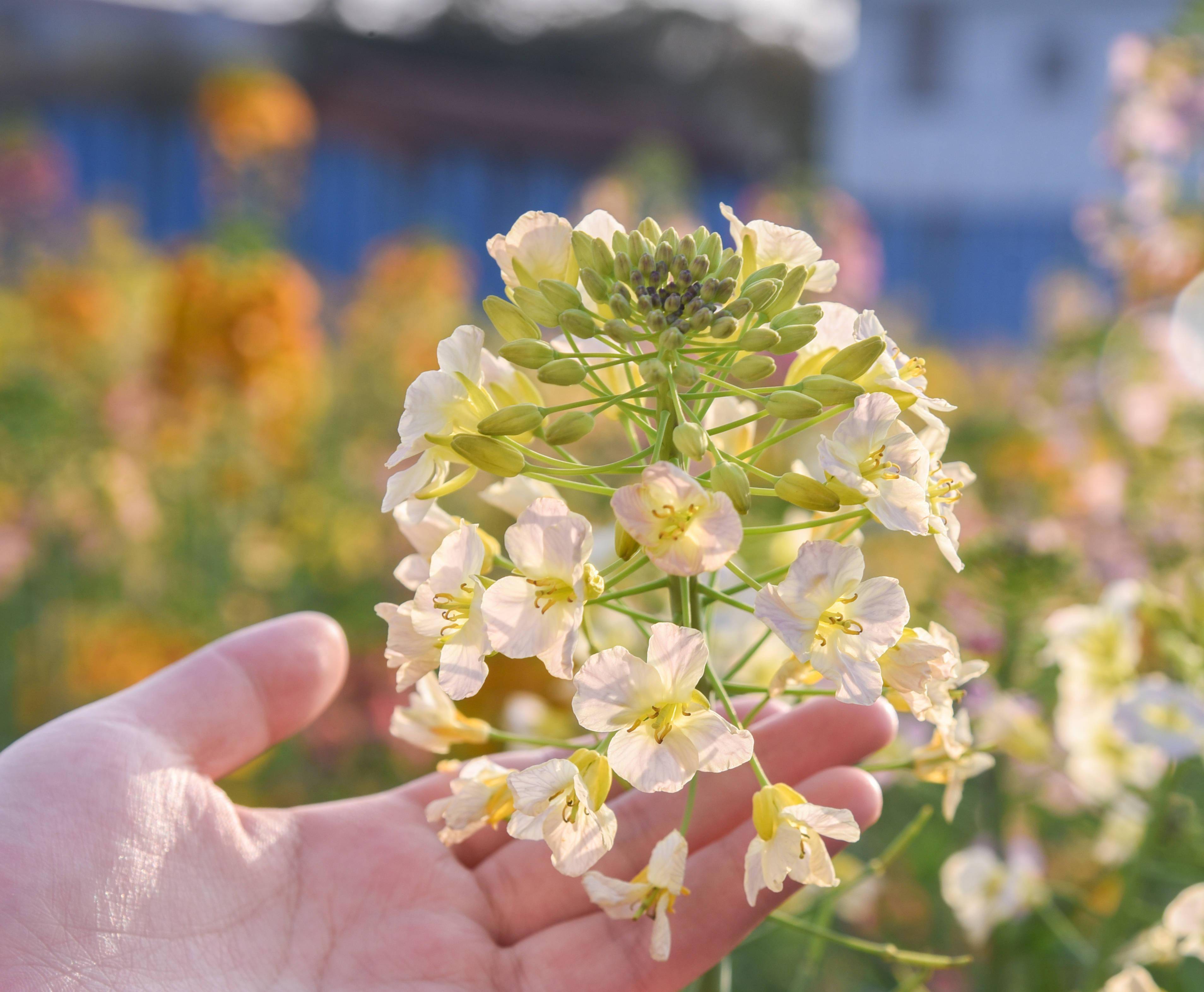 色彩预警又添11色江西农大彩色油菜花突破56色