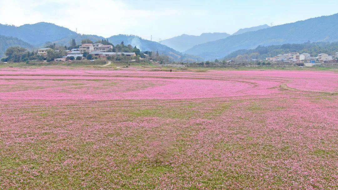 在灵川青狮潭公平湖边,有一片所有紫云英火了.
