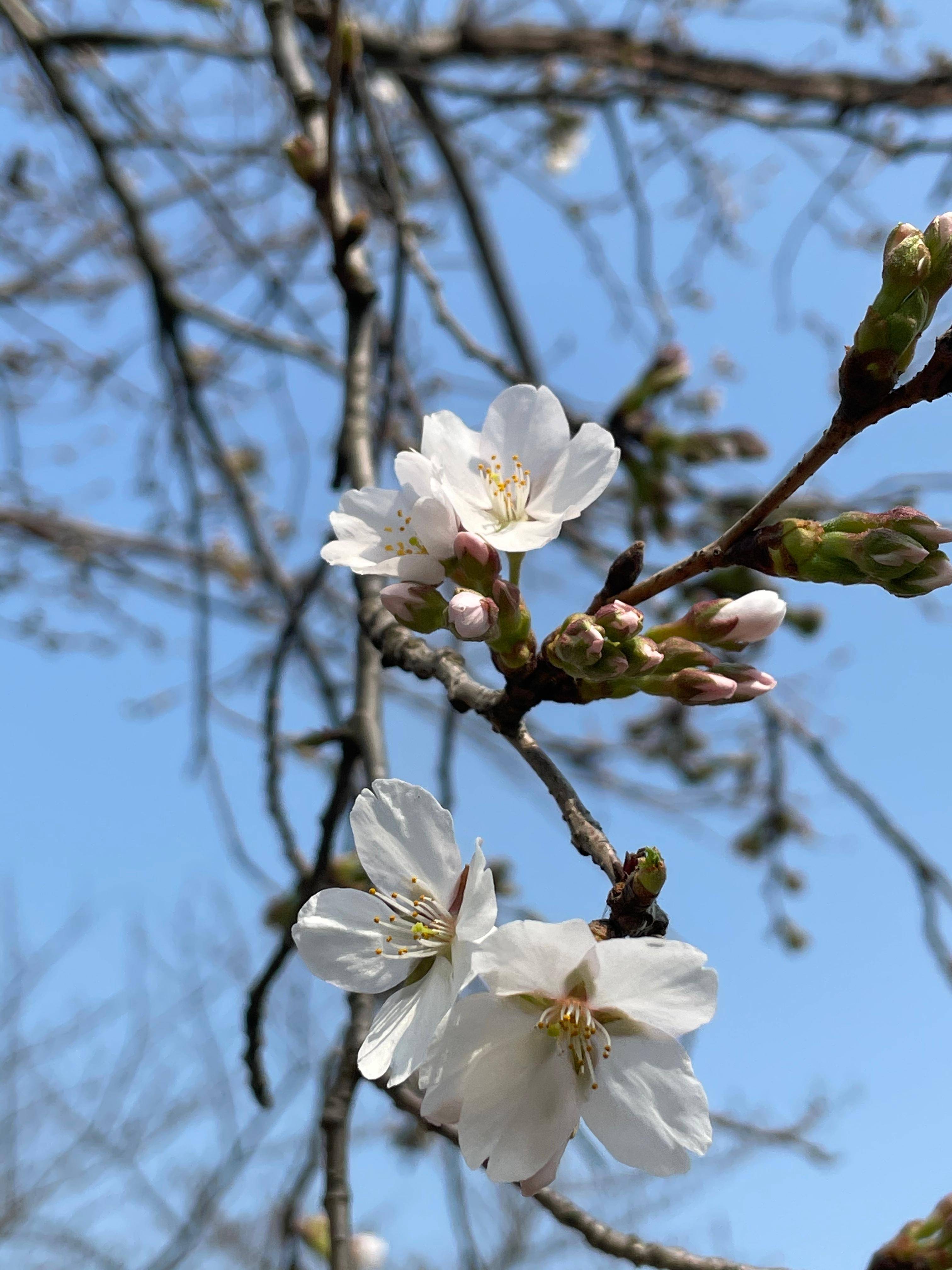 粉色|“云赏樱”再添新景，上海辰山植物园今年第一枝樱花盛开
