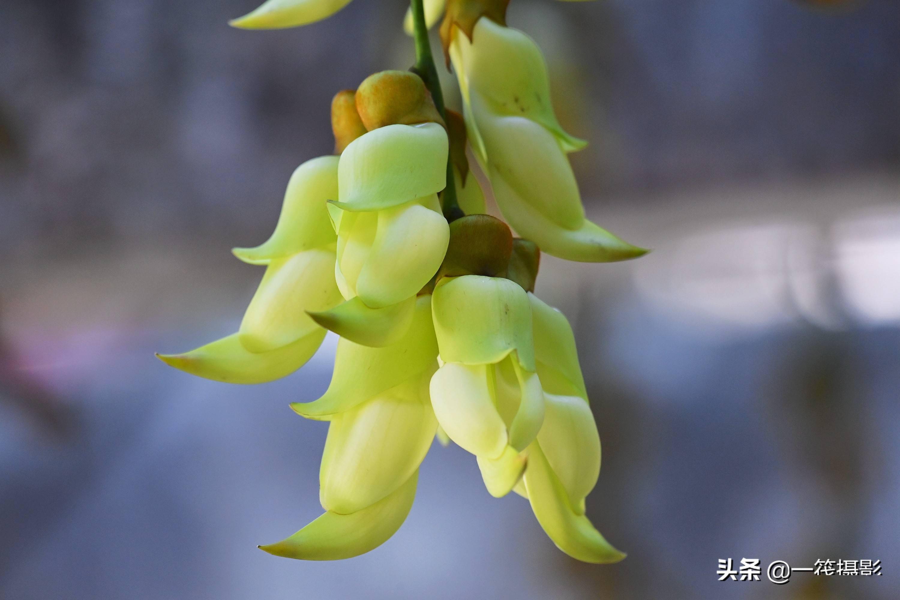美花欣赏浅绿色禾雀花
