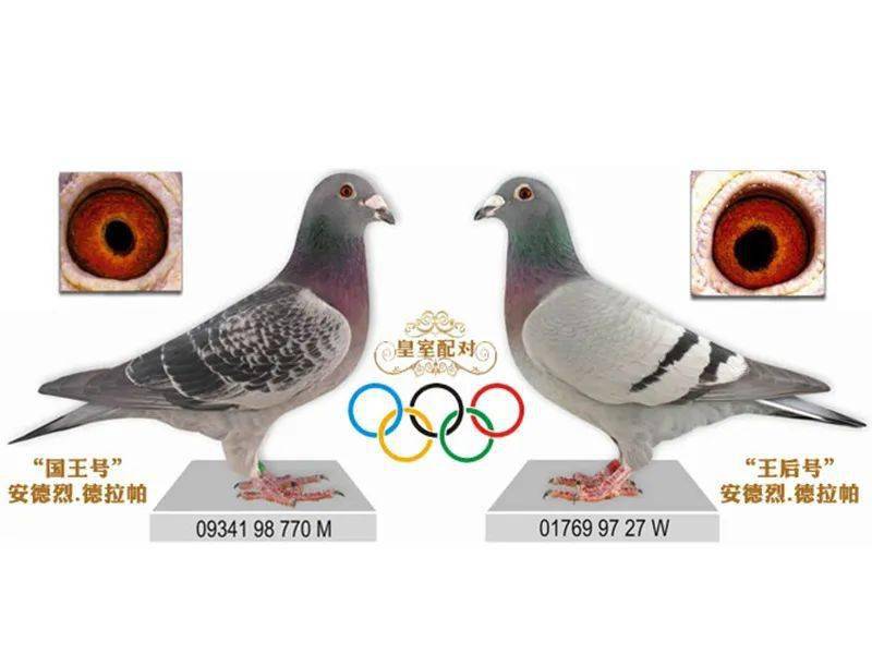 冠军名将德拉帕鸽王家族