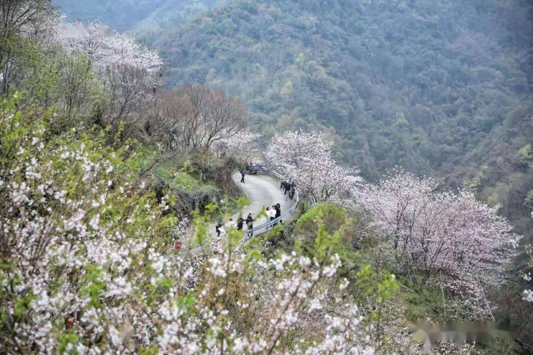 319寻色奉化四明山发卡弯绝美樱花谷税务场村七彩油菜花