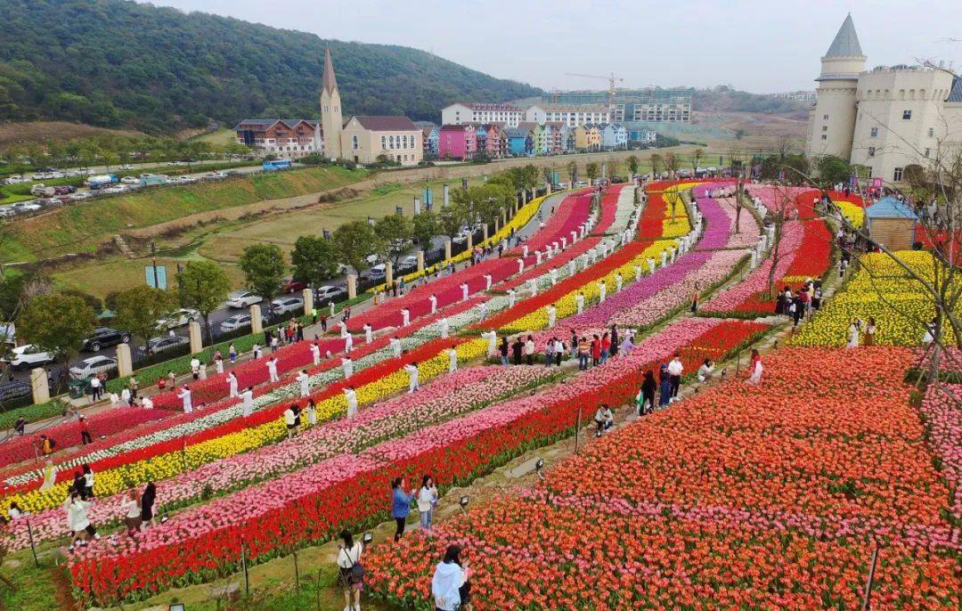 安源——凯光第二届郁金香赏花月活动盛大举办_花海_白源街道_萍乡