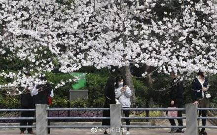 目光|郑州人民公园樱花盛开
