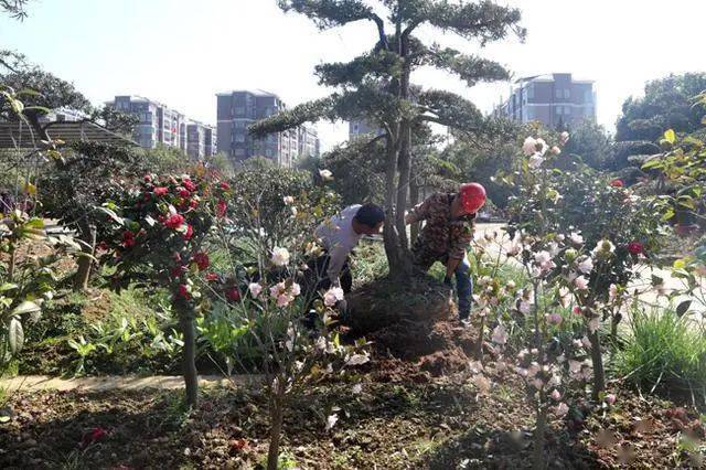 東鄉大力發展花卉苗木產業