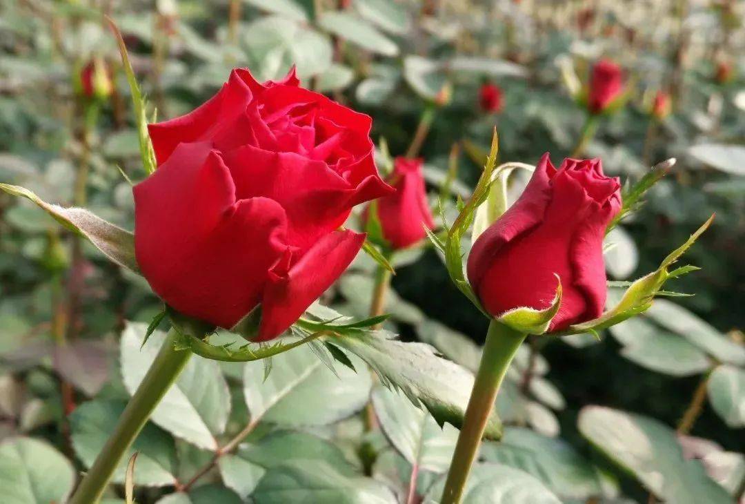 玫瑰花开致富路香村振兴