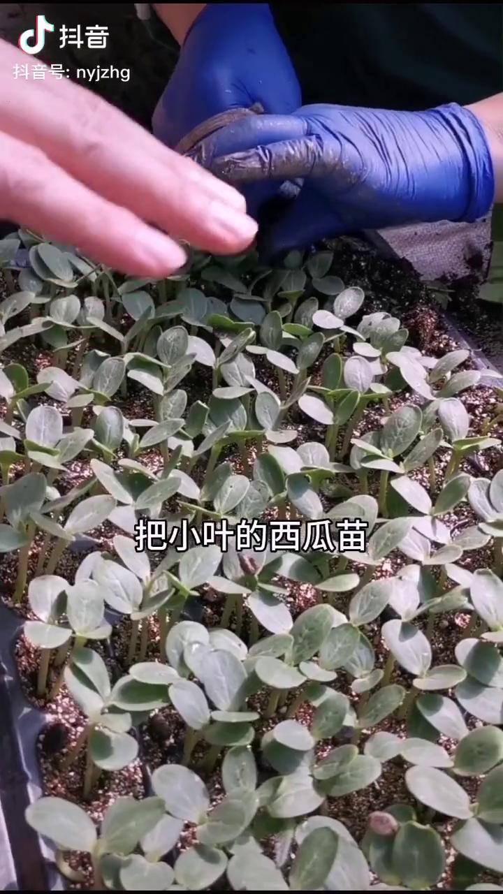 南瓜架接西瓜图片图片