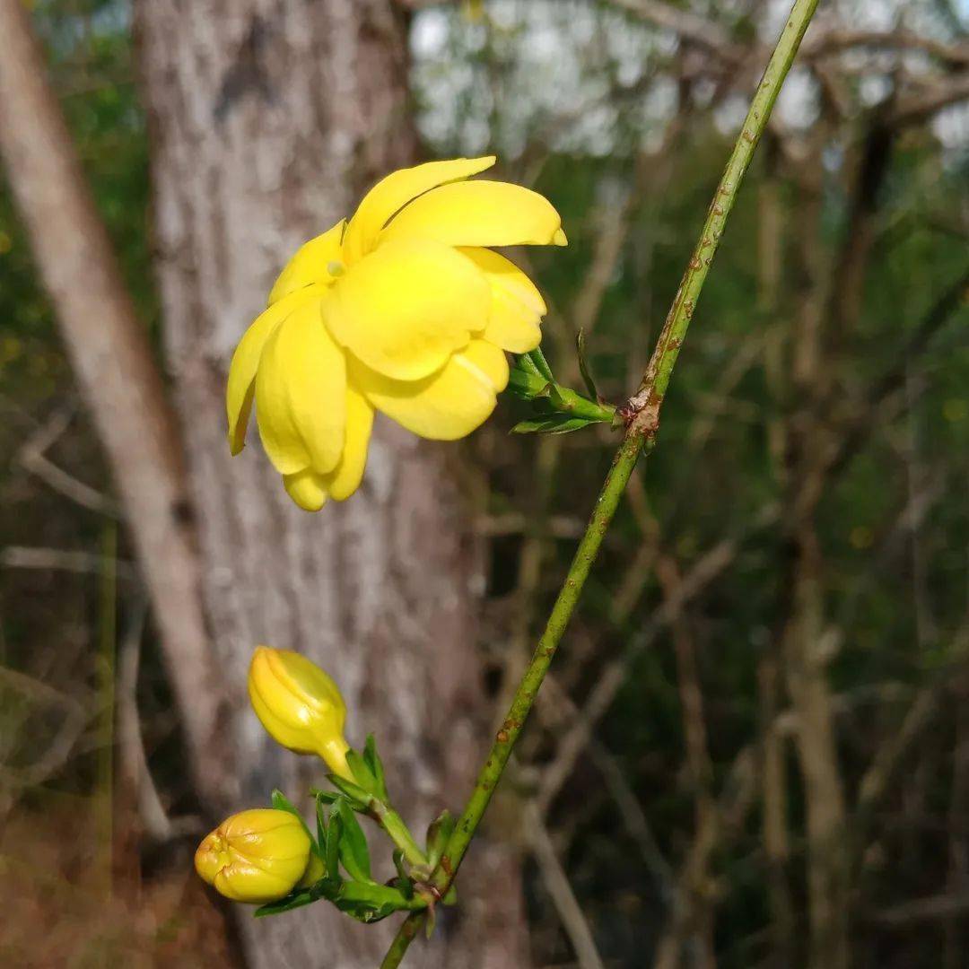 迎春花開報春來