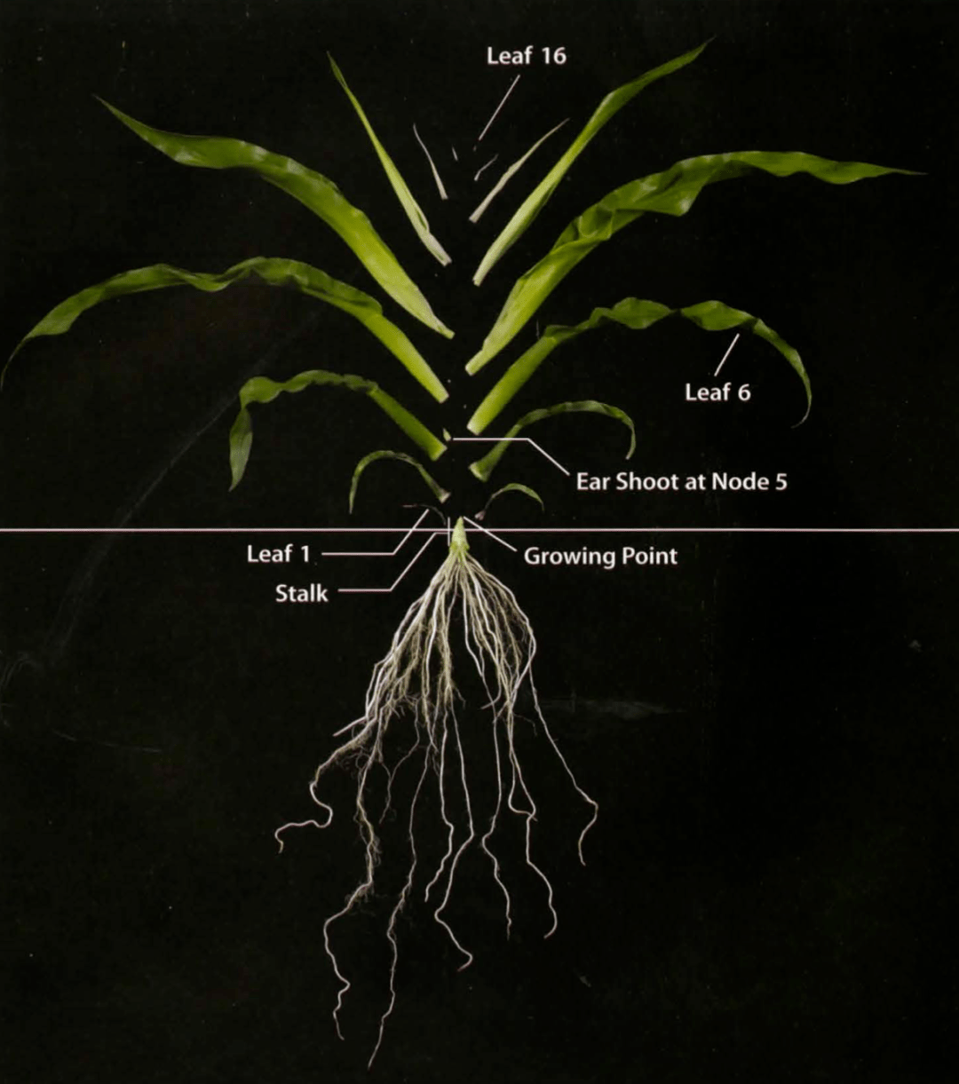 玉米树结构图图片