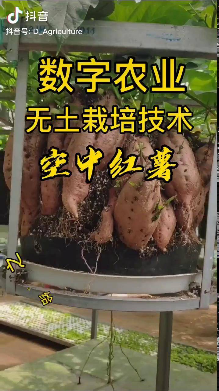 数字农业无土栽培技术空中红薯