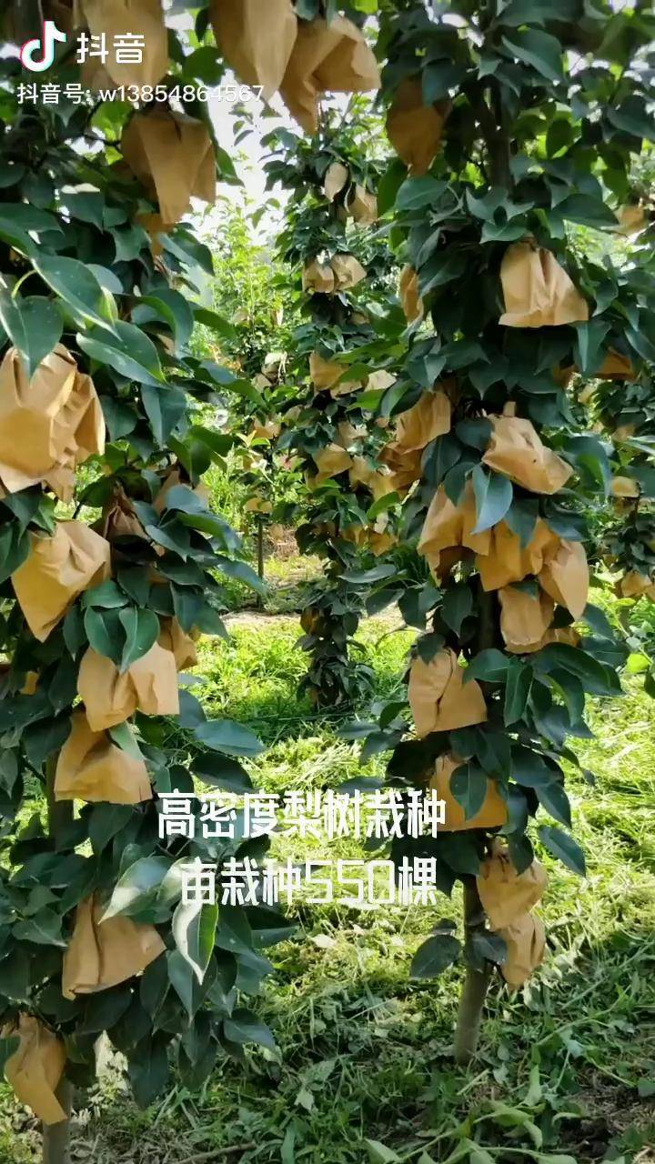 柱状梨品种介绍图片