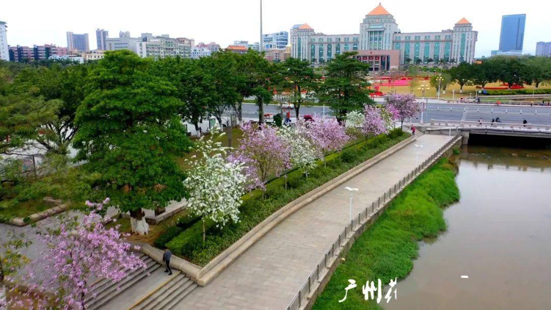 的花都那么娇艳,那么迷人向阳而开的宫粉紫荆整洁的道路间▲甄海涛 摄