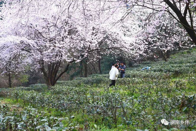 赏樱|安化：天道山樱花盛开 漫山遍野只为等你来