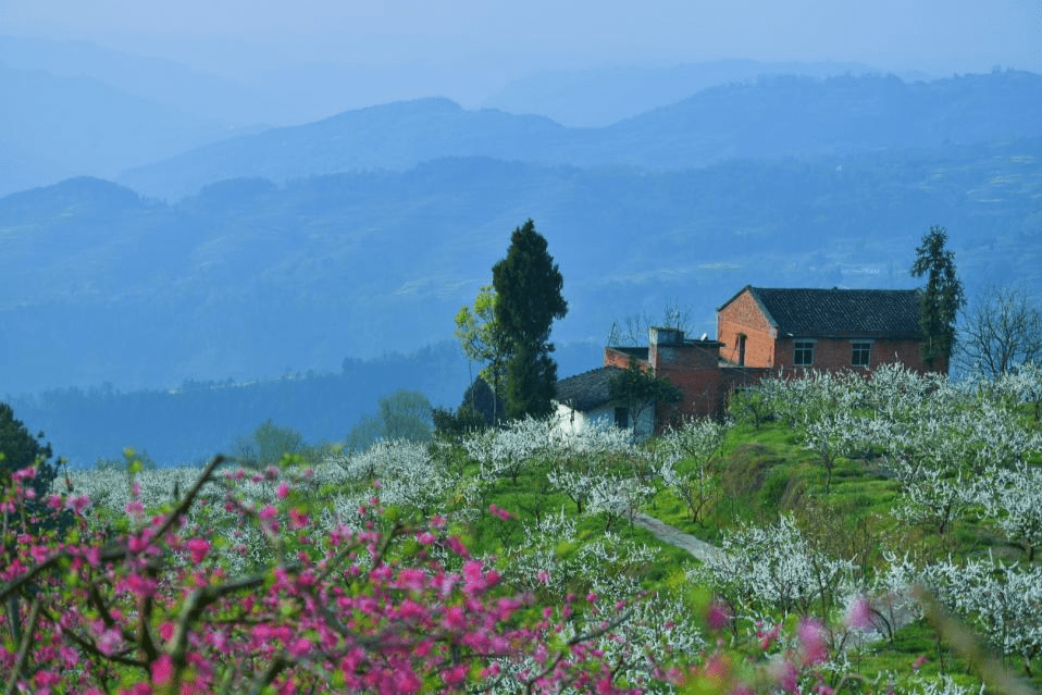 景区|山花烂漫｜忠县黄金镇数十万株繁花次第绽放