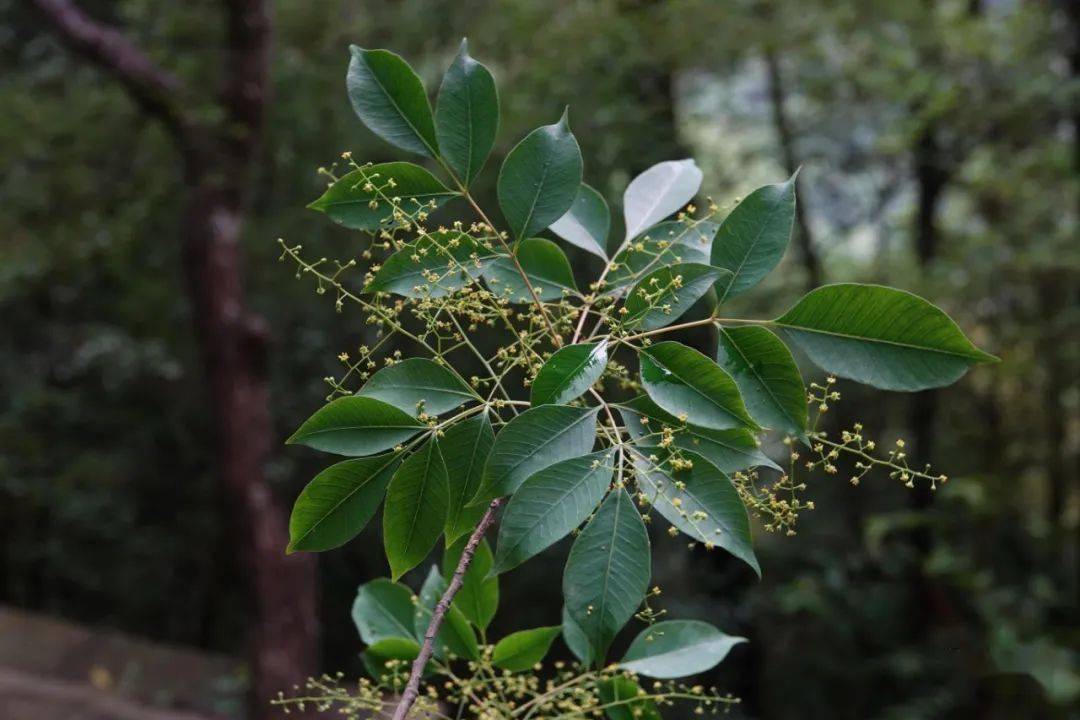 福州永泰发现福建植物新物种——少叶漆