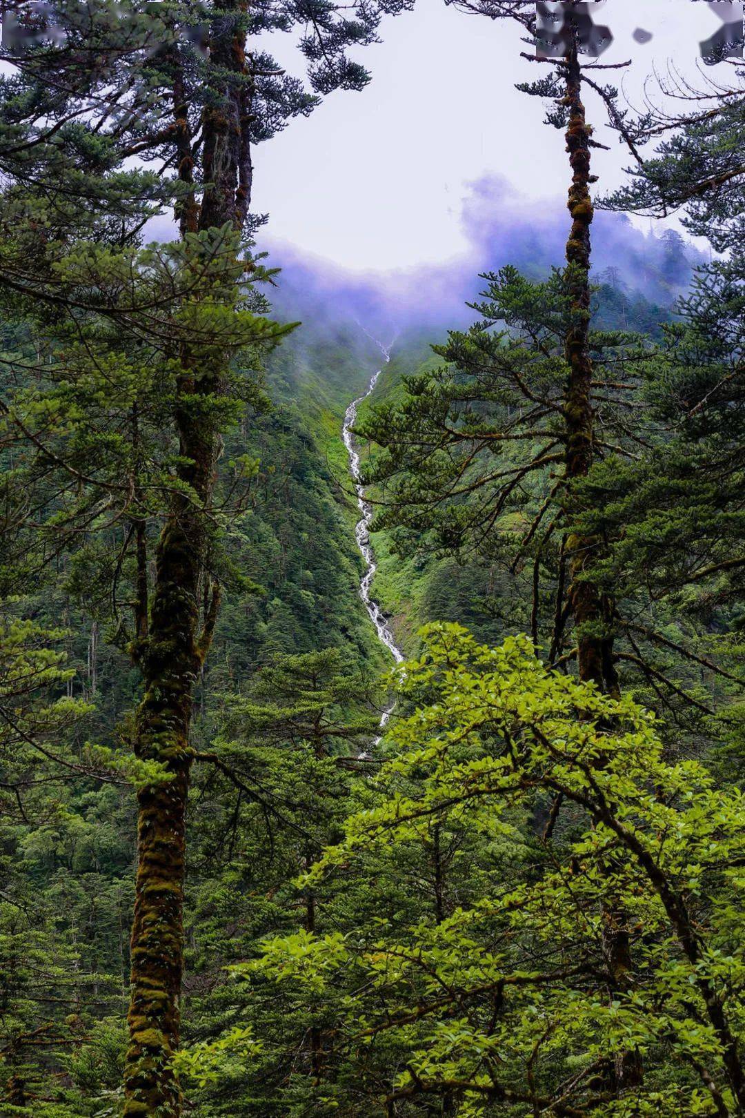 小城|落差7000米的奇迹小城！雨林与雪山共存，桃花如粉雪飘落，它值得专程奔赴！