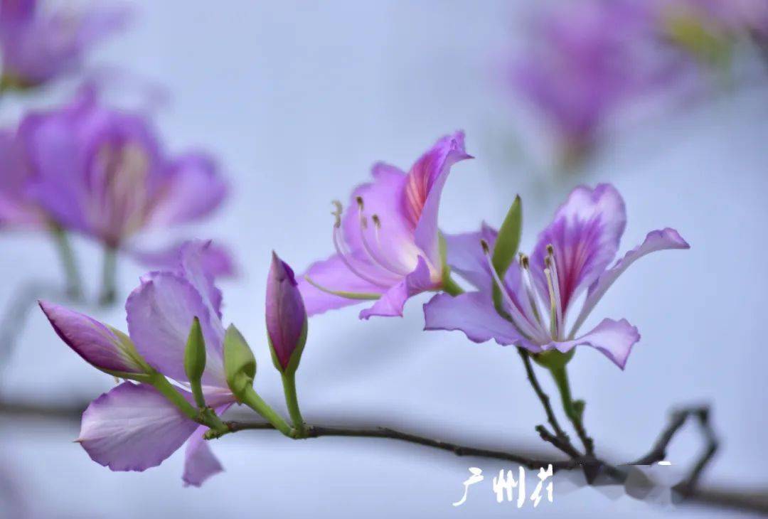 甄海涛摄▲甄海涛摄▲甄海涛摄花开如海 灿若云霞赏宫粉紫荆,怎么能