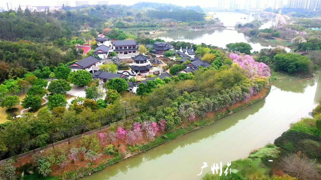 甄海涛摄▲甄海涛摄花开如海 灿若云霞赏宫粉紫荆,怎么能少了志惠