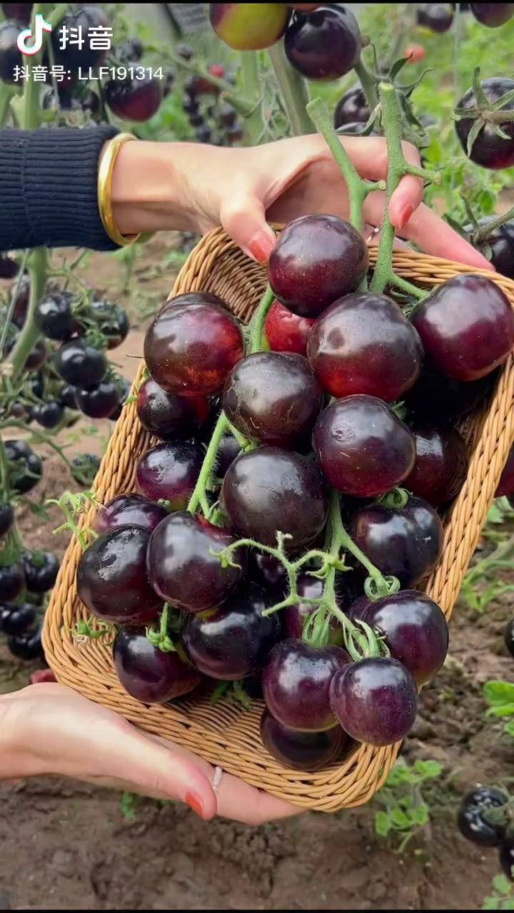 春天种黑番茄好吃看得见创作有数新农人计划2021