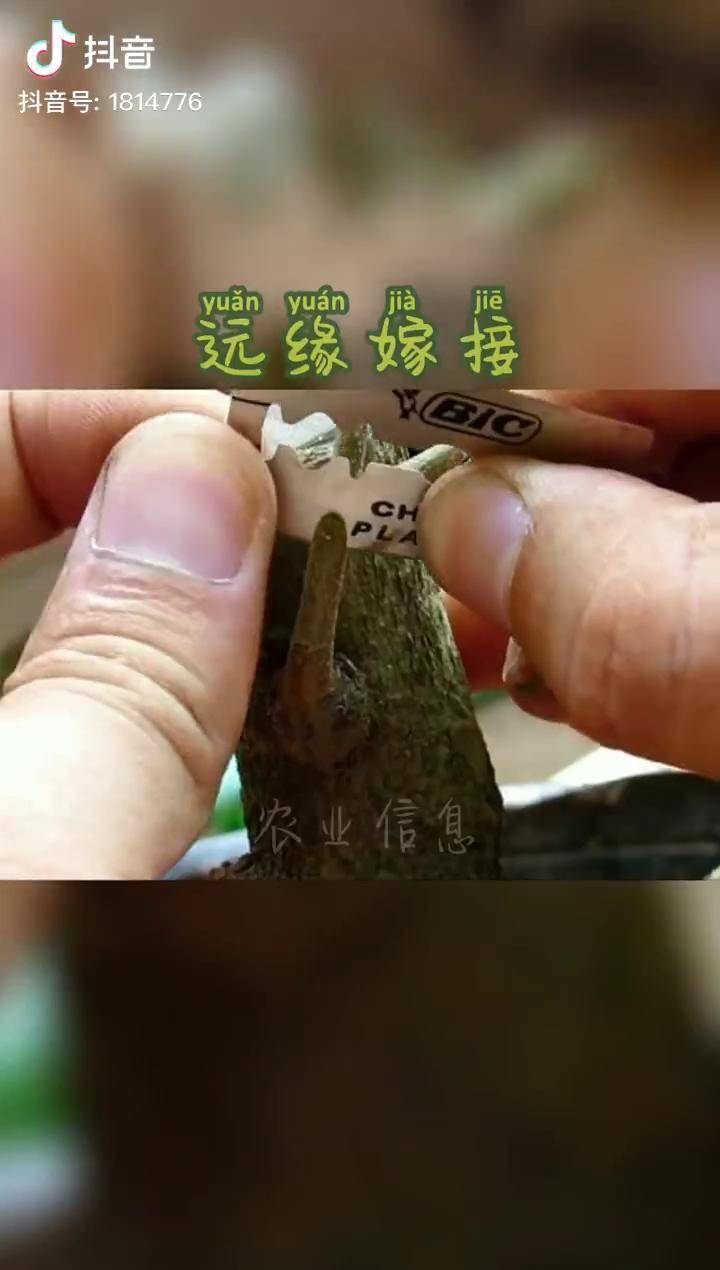 科普远缘嫁接远嫁结果让人出乎意料