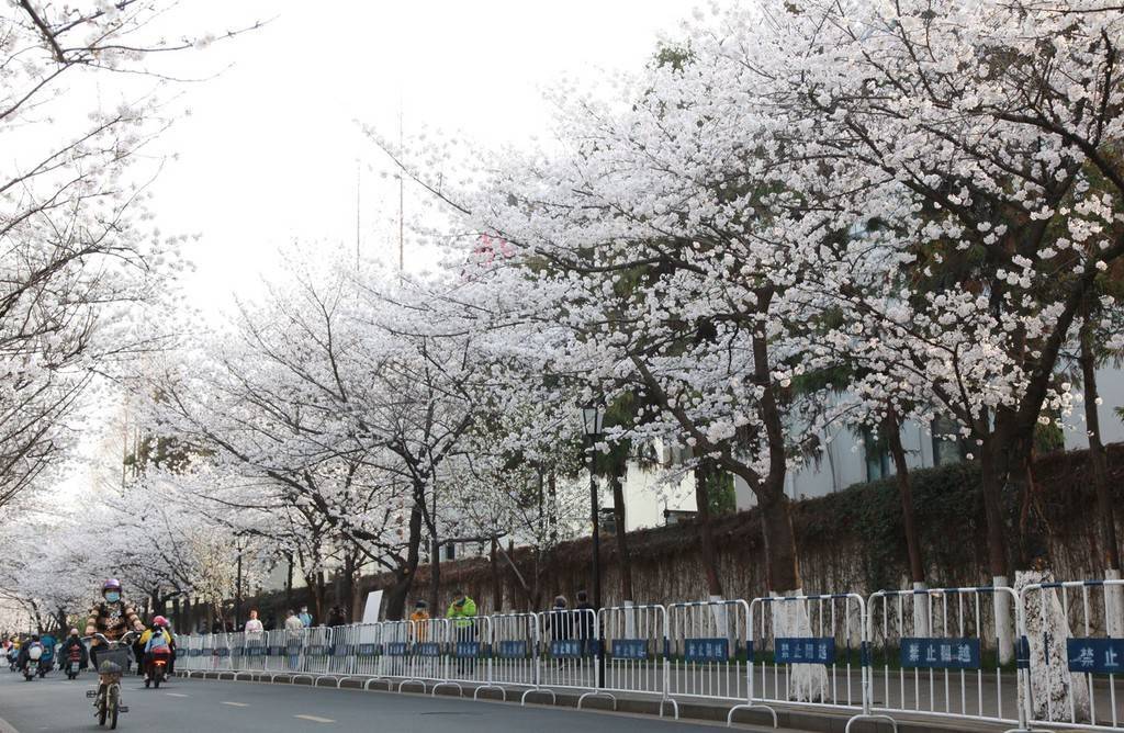 樱花南京鸡鸣寺樱花渐次绽放 洁白如雪美不胜收