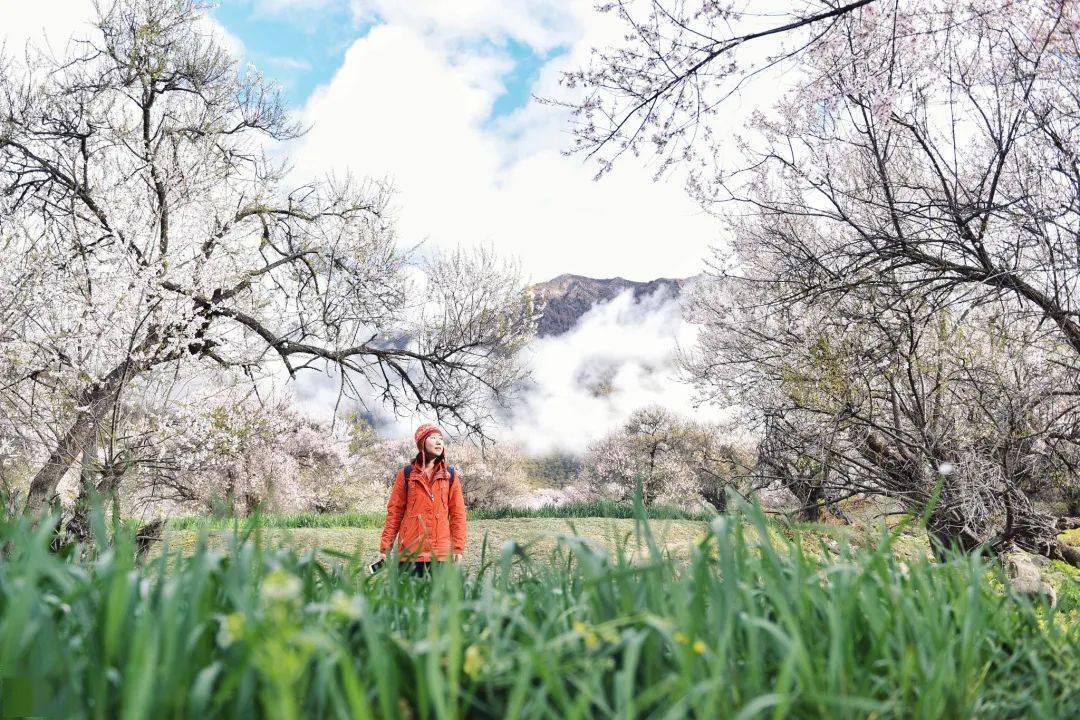 小城|落差7000米的奇迹小城！雨林与雪山共存，桃花如粉雪飘落，它值得专程奔赴！