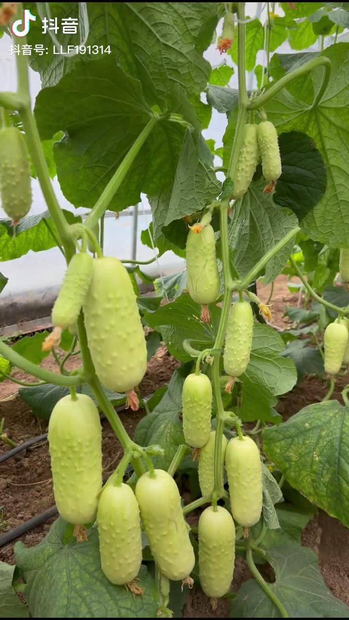 好吃的奶油黄瓜适合春天种植黄瓜抖音助农