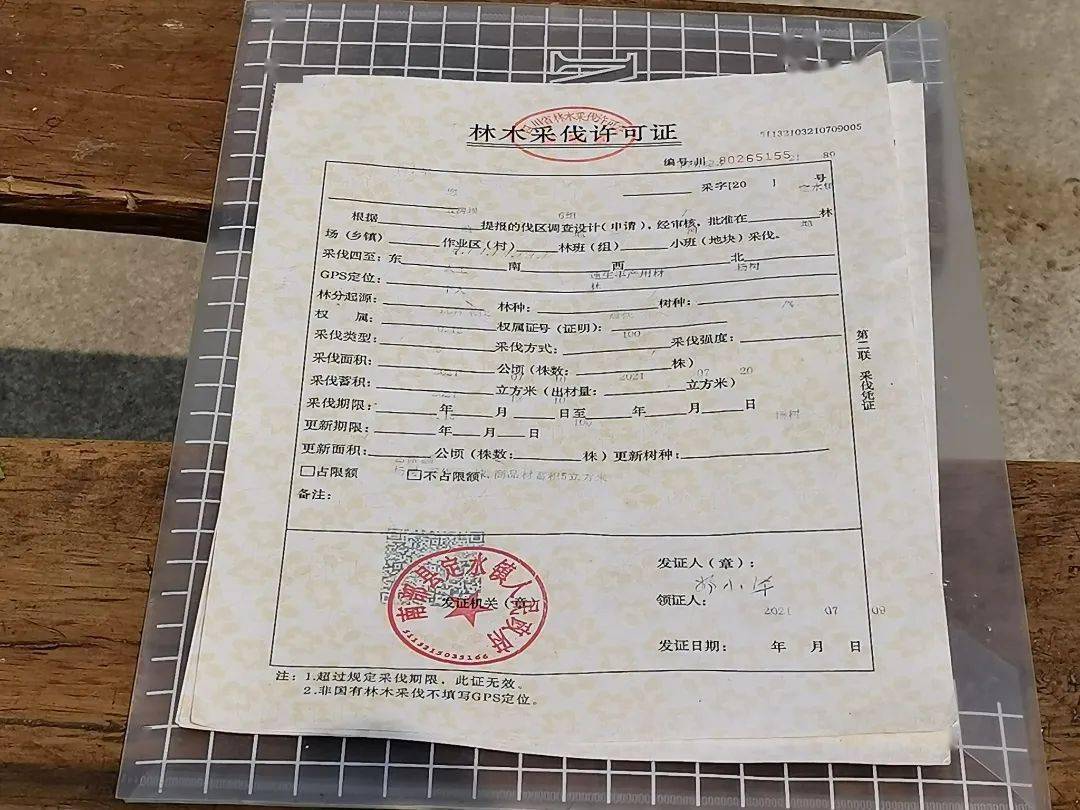 西河杨树被砍伐原来是这样