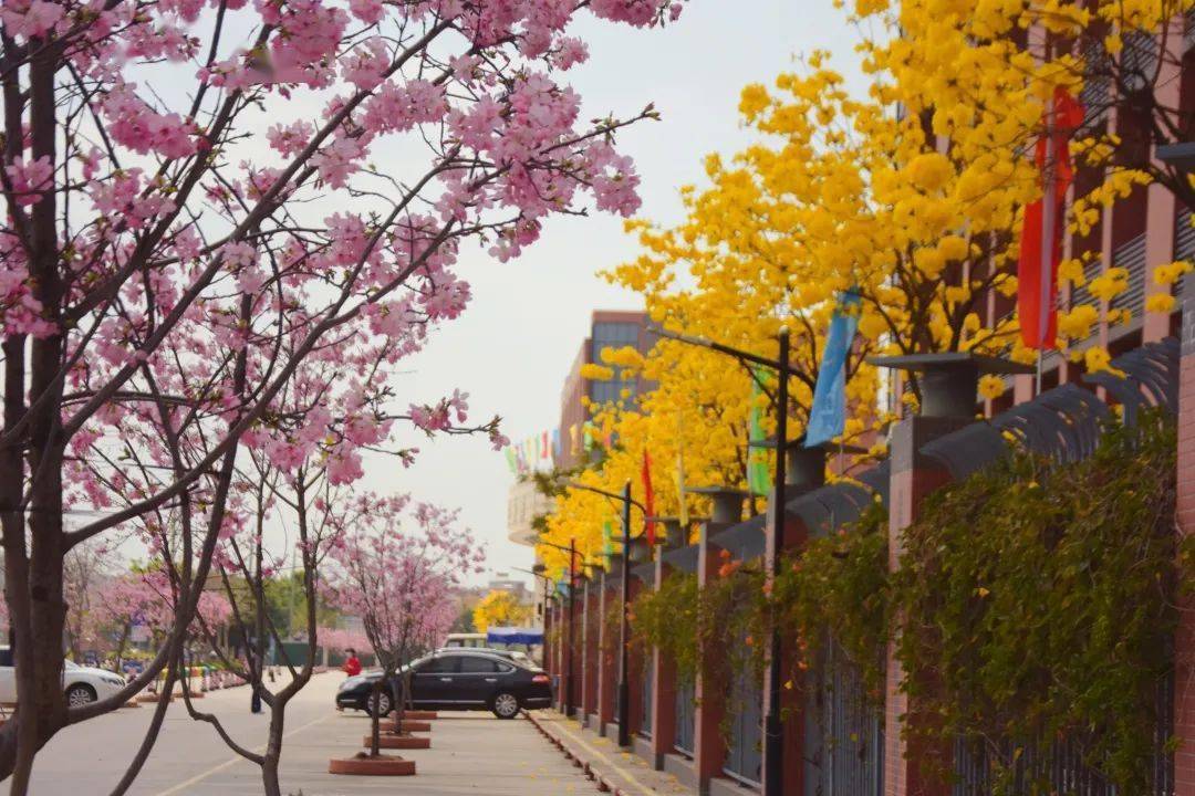 春正盛人方好黄广小学樱花盛开春日来矣静候成长