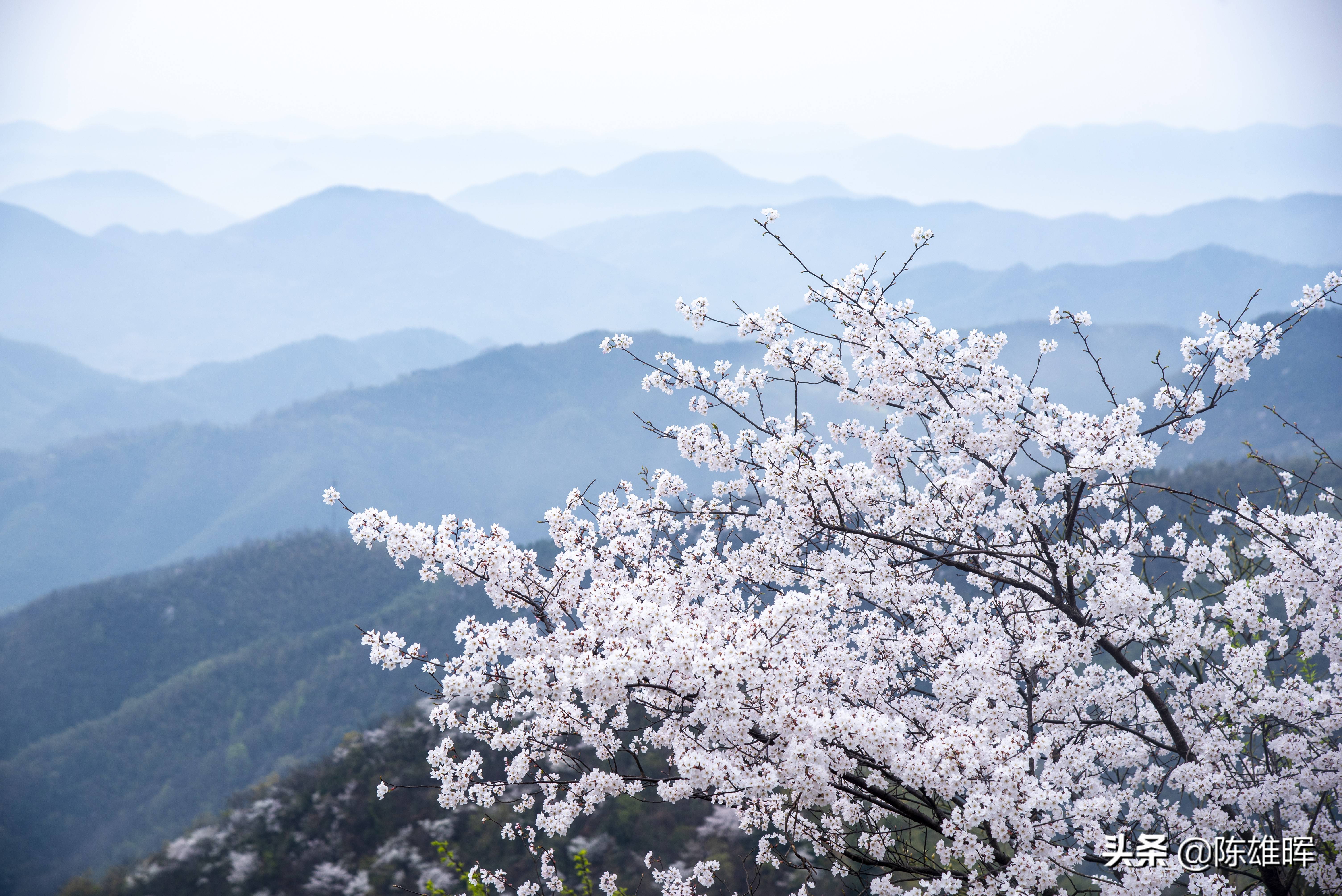 湖北咸宁大幕山樱花图片