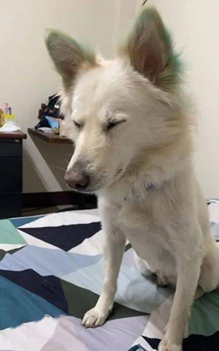 爱犬意外丢失狗主第二天上班时被告知有狗找你