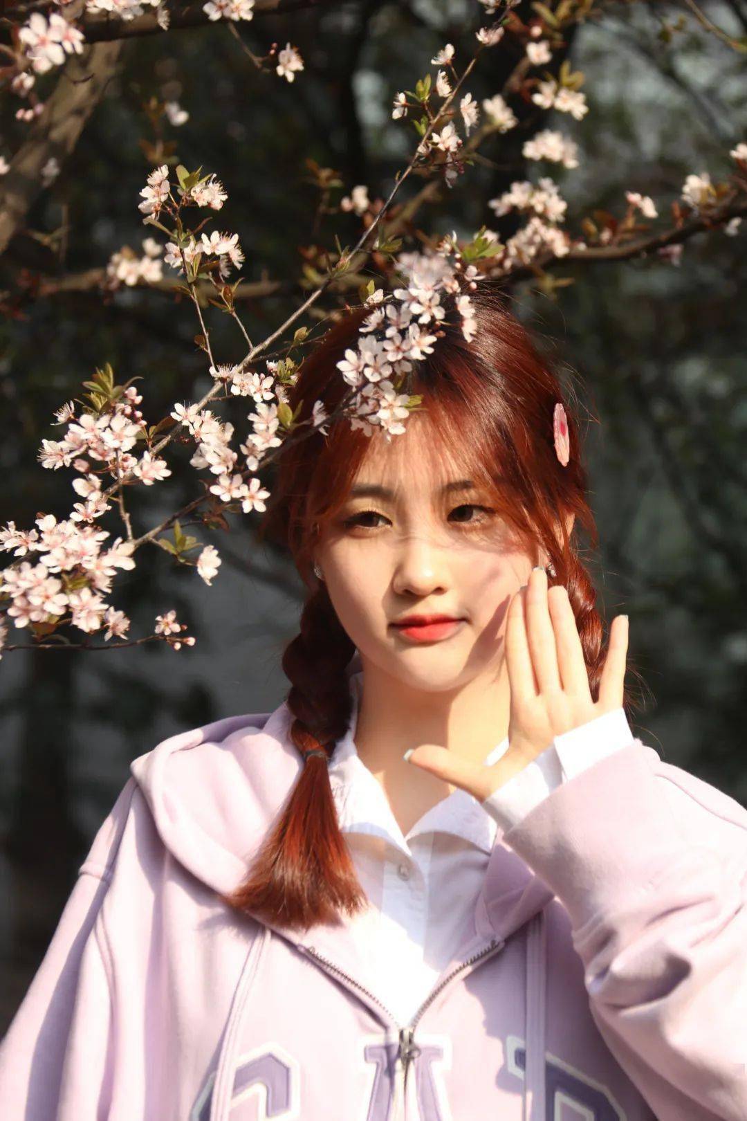 李 疏枝密蕾遍流霞枝头满是赭红色的新叶紫叶李的花瓣纷纷扬扬属性