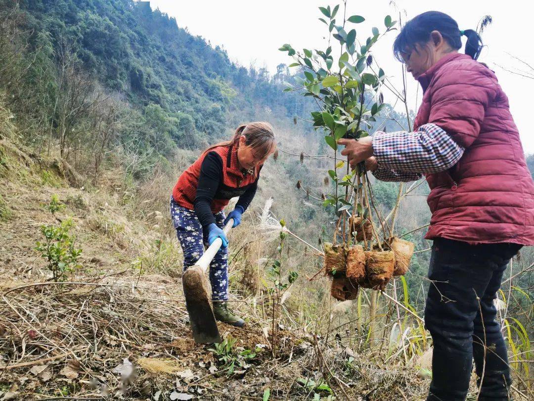 连日来,石阡县龙塘镇正抢抓晴好天气,组织群众移栽油茶苗