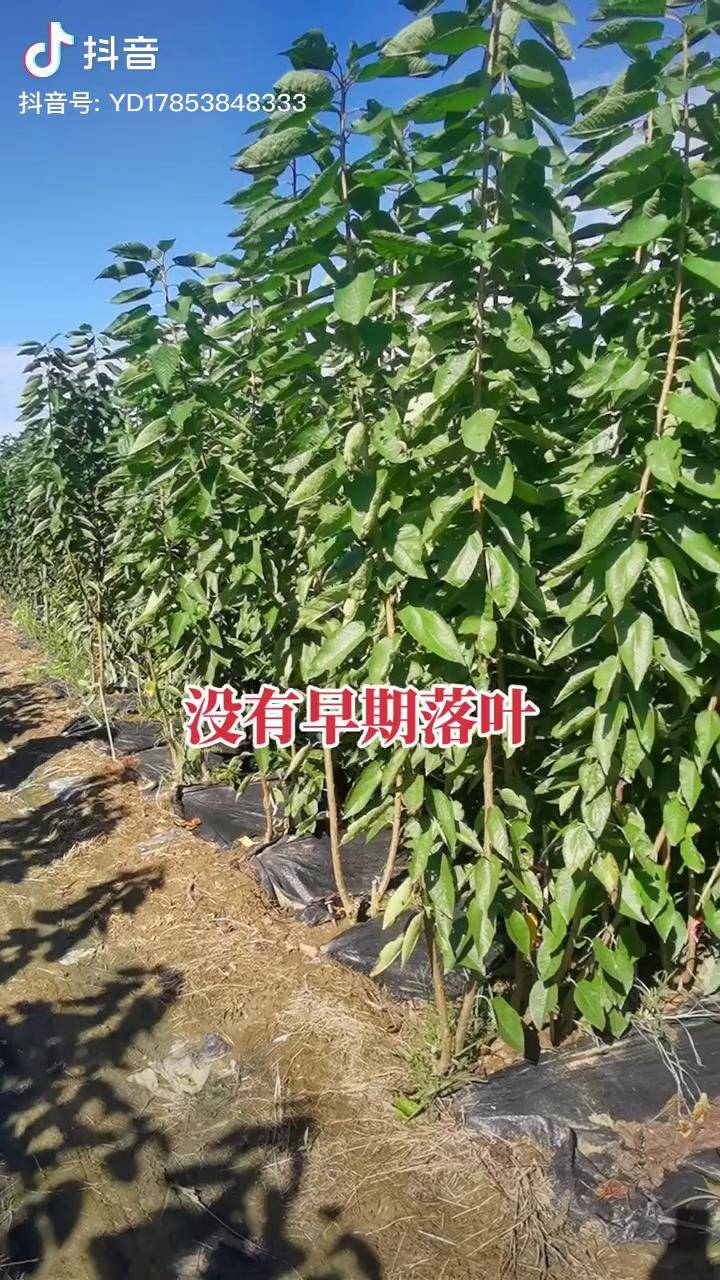 热门科迪亚樱桃苗雷洁娜樱桃苗塔玛拉樱桃苗辉煌樱桃苗美国一号樱桃苗