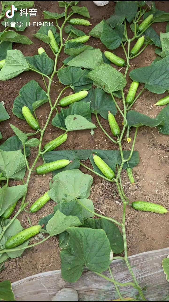 地爬黄瓜一叶一瓜产量大春天种植不要错过它种菜小技巧种菜