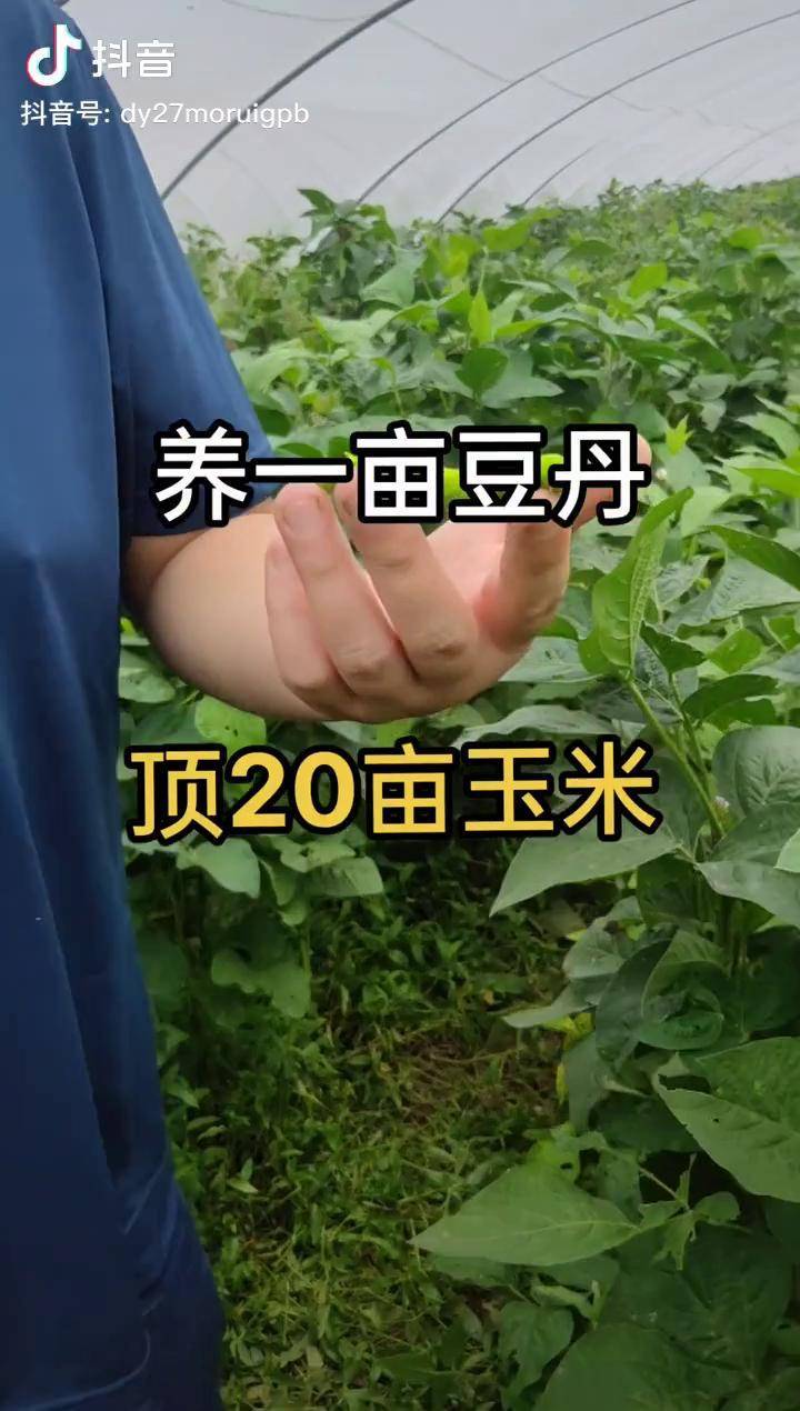 大型豆丹孵化養殖基地每週打卡灌雲豆丹不管來抓吃還是來感受都歡迎