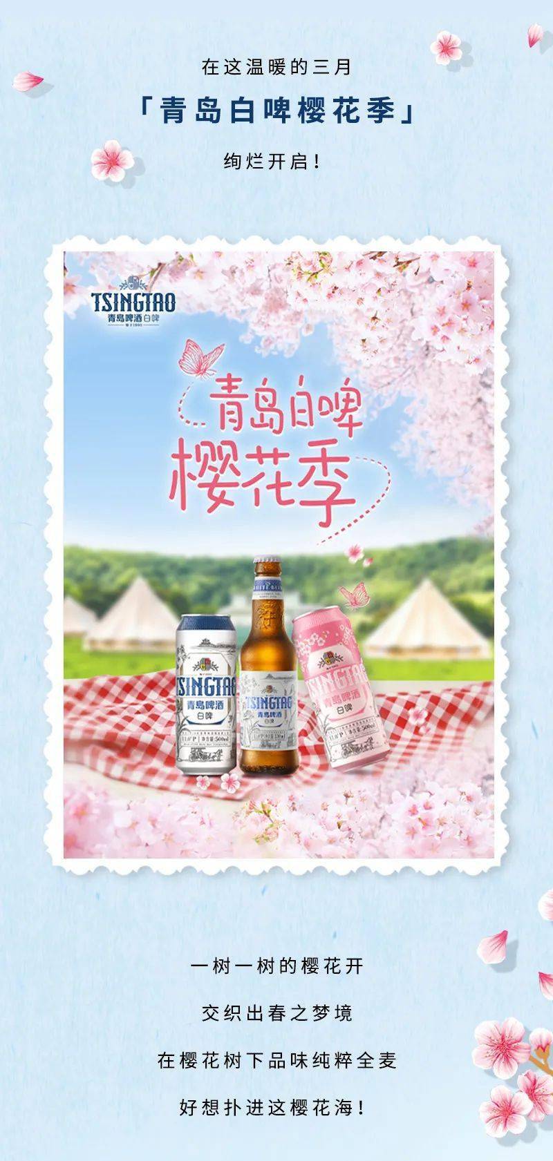 青岛白啤樱花季绚烂开启