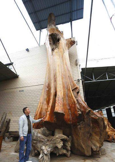 世界最大金丝楠木留存贵阳,重16吨价值超千万_瞿应江_木材_版权