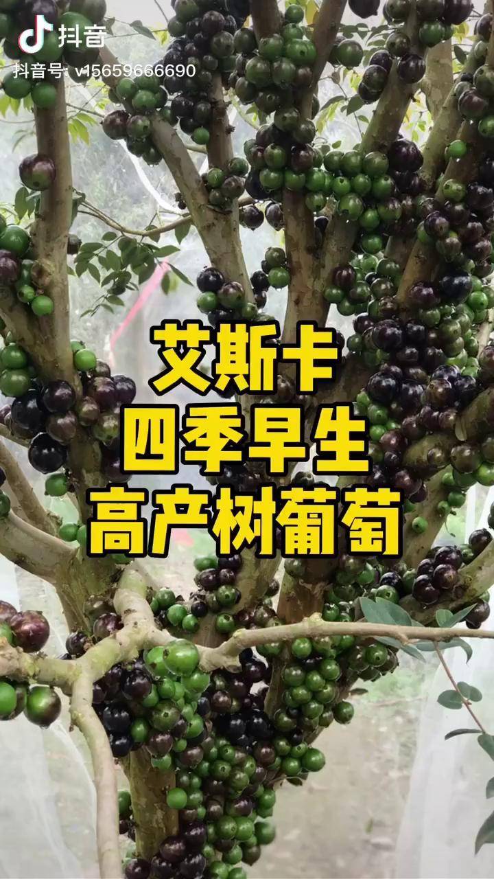 品种艾斯卡树葡萄四季结果品种优点就是产量高口感好早结果不像沙巴