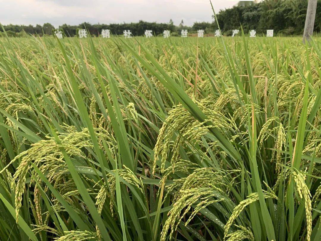 怀集丝苗米10斤装仅40元饭香浓郁自然好味道