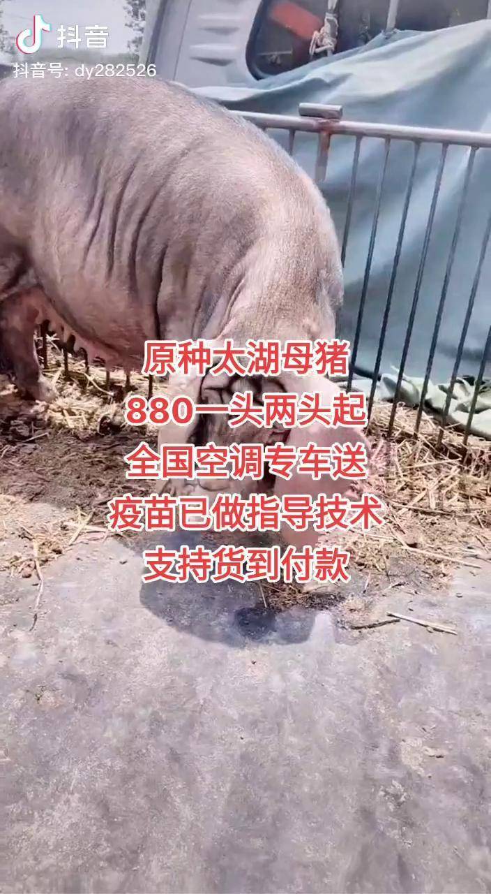 太湖母猪白菜价养猪人高产母猪母猪生猪价格太湖母猪纯种太湖母猪dou