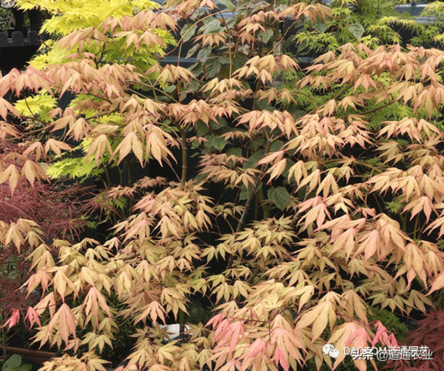 花园里优雅的贵族日本枫树