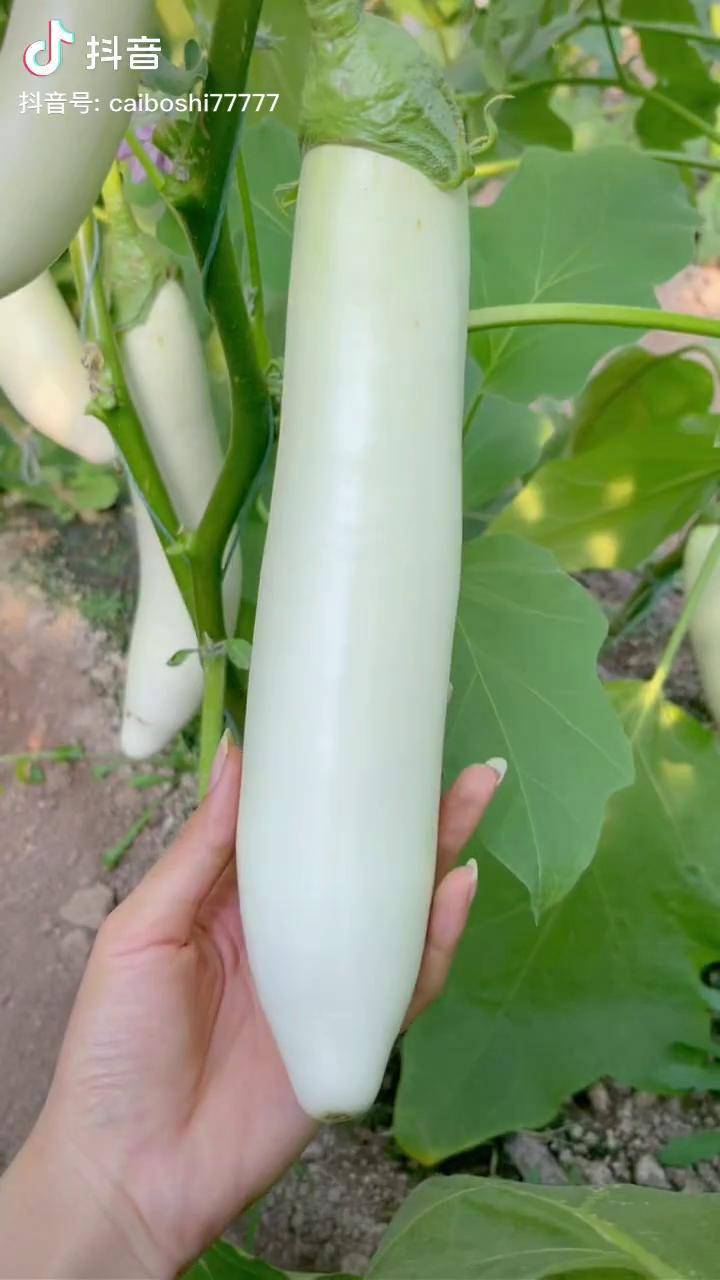 白色茄子 优质农产品 蔬菜 家庭种植_茄子_农产品_蔬菜