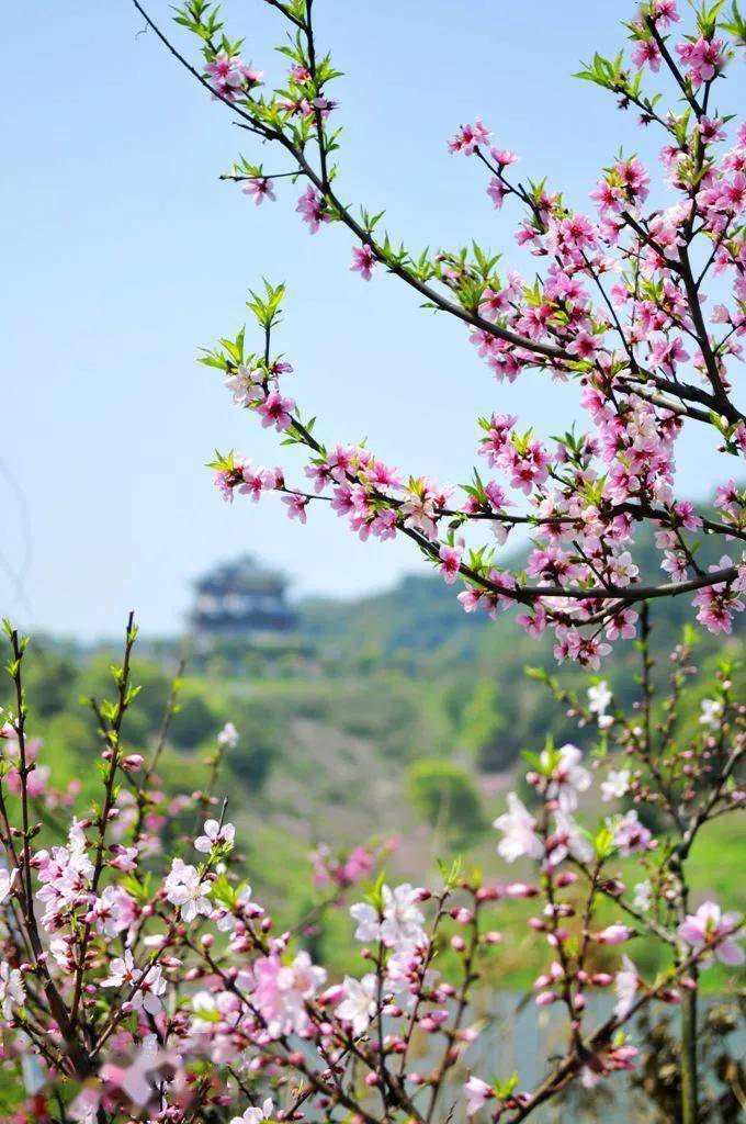 江南三月桃花开图片